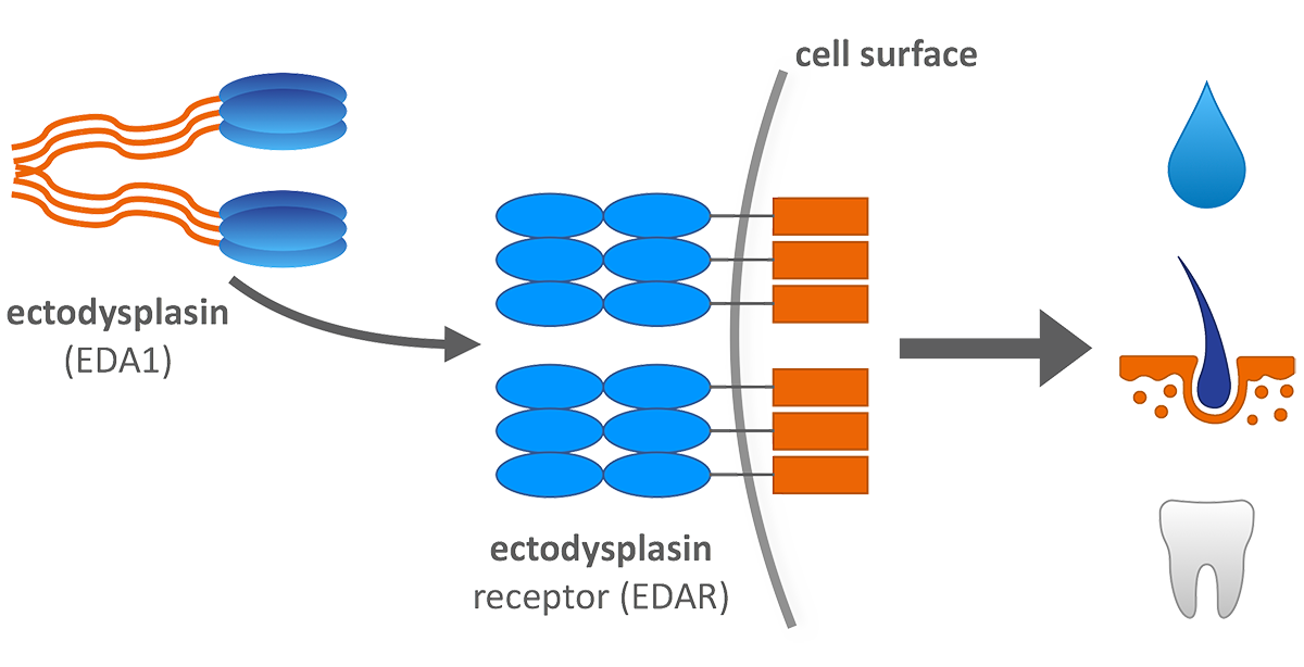 Illustration showing Ectodysplasin under normal development