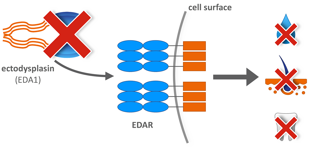 Illustration showing Ectodysplasin (EDA1) is missing in XLHED