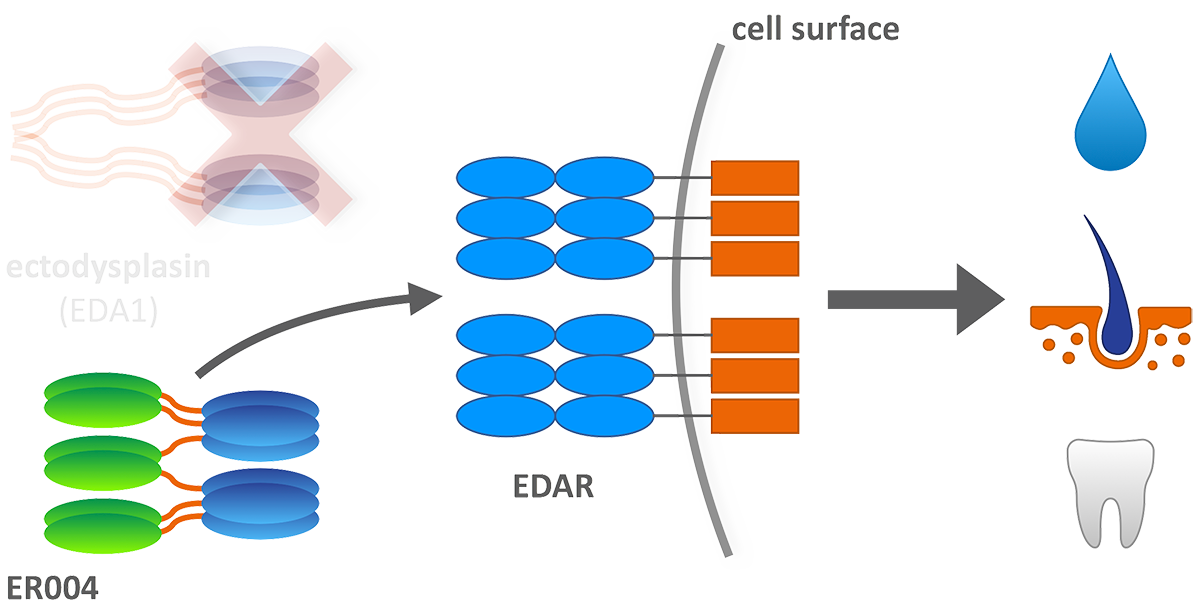 Illustration showing ER004 as a replacement for Ectodysplasin (EDA1)