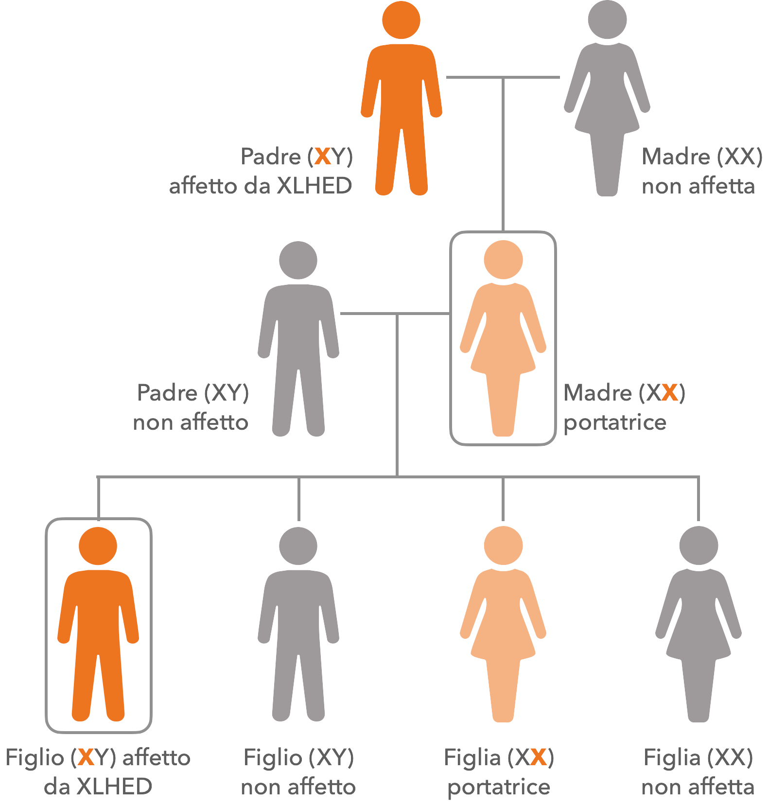 Grafica sull&apos;ereditarietà della displasia ectodermica ipoidrotica legata all‘X